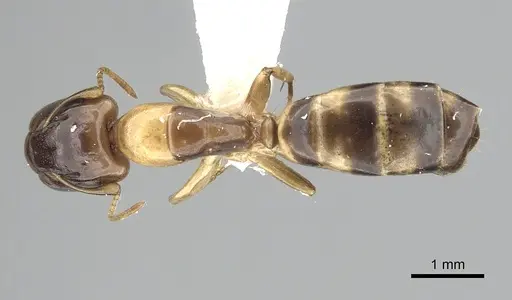 Camponotus claviscapus specimen CASENT0249389 image casent0249389_1