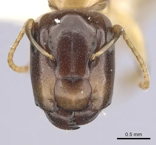 Camponotus claviscapus specimen CASENT0249389 image casent0249389_2