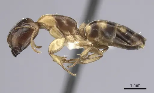 Camponotus claviscapus specimen CASENT0249389 image casent0249389_3