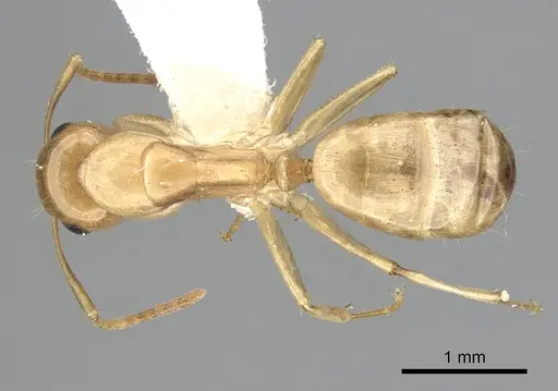 Camponotus claviscapus specimen CASENT0249394 image casent0249394_1