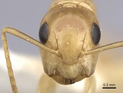 Camponotus claviscapus specimen CASENT0249394 image casent0249394_2