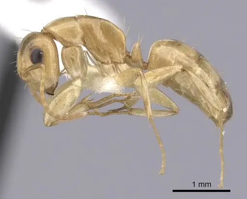 Camponotus claviscapus specimen CASENT0249394 image casent0249394_3