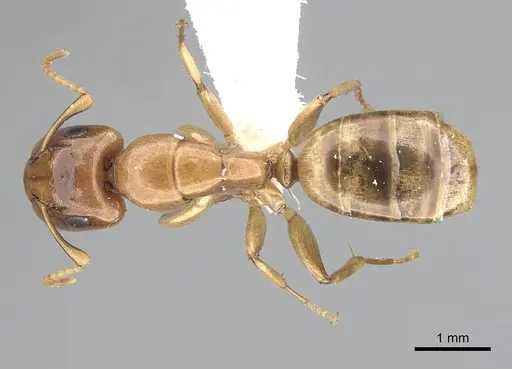 Camponotus claviscapus specimen CASENT0249395 image casent0249395_1