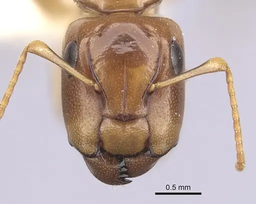 Camponotus claviscapus specimen CASENT0249395 image casent0249395_2