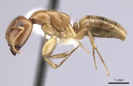 Camponotus claviscapus specimen CASENT0249395 image casent0249395_3