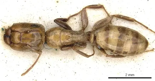 Camponotus claviscapus specimen CASENT0903632 image casent0903632_1
