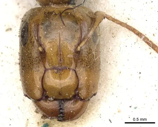 Camponotus claviscapus specimen CASENT0903632 image casent0903632_2
