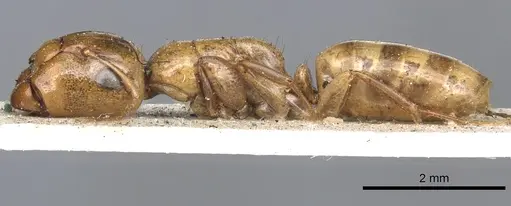 Camponotus claviscapus specimen CASENT0903632 image casent0903632_3