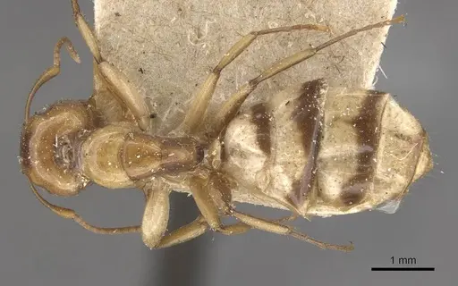 Camponotus claviscapus specimen CASENT0910658 image casent0910658_1
