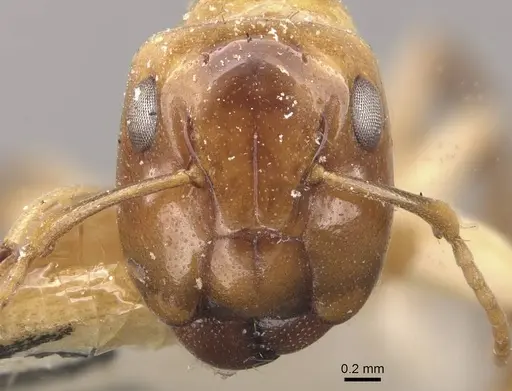 Camponotus claviscapus specimen CASENT0910658 image casent0910658_2