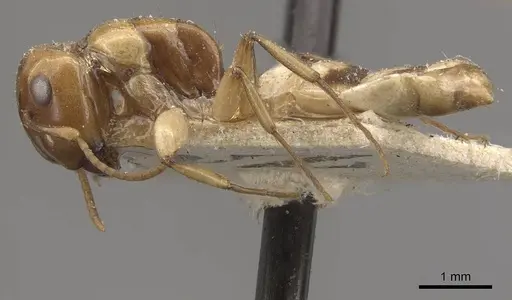 Camponotus claviscapus specimen CASENT0910658 image casent0910658_3