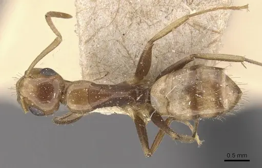 Camponotus claviscapus specimen CASENT0910659 image casent0910659_1