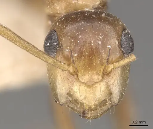 Camponotus claviscapus specimen CASENT0910659 image casent0910659_2