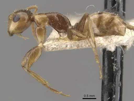 Camponotus claviscapus specimen CASENT0910659 image casent0910659_3