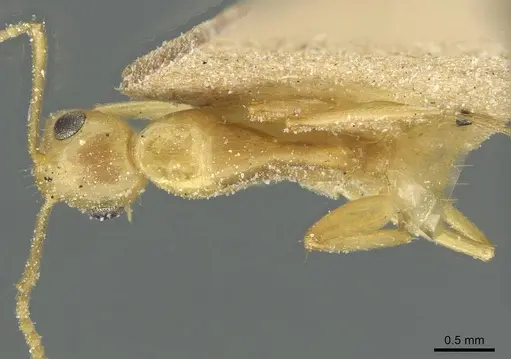 Camponotus claviscapus specimen CASENT0911880 image casent0911880_1