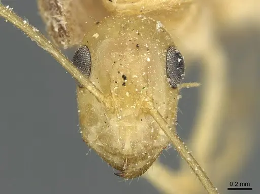 Camponotus claviscapus specimen CASENT0911880 image casent0911880_2