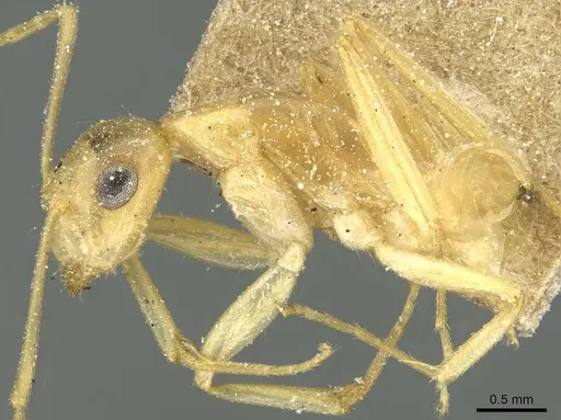 Camponotus claviscapus specimen CASENT0911880 image casent0911880_4