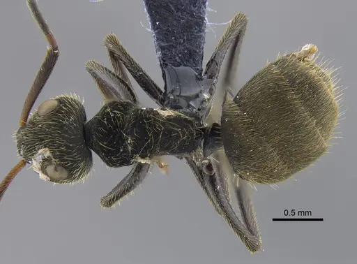 Camponotus claviscapus specimen CBUMAGENT41817 image cbumagent41817_1