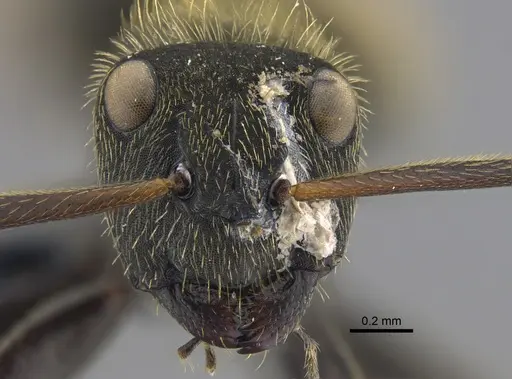 Camponotus claviscapus specimen CBUMAGENT41817 image cbumagent41817_2