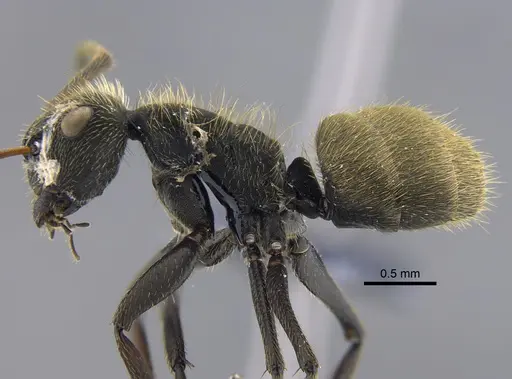 Camponotus claviscapus specimen CBUMAGENT41817 image cbumagent41817_3