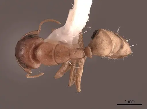 Camponotus claviscapus specimen FMNHINS0000062970 image fmnhins0000062970_1