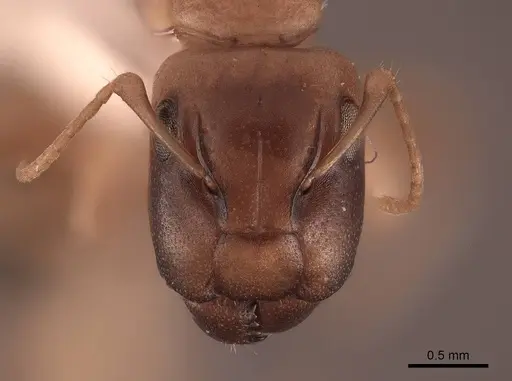 Camponotus claviscapus specimen FMNHINS0000062970 image fmnhins0000062970_2
