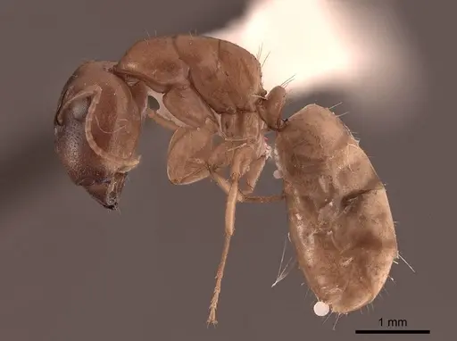 Camponotus claviscapus specimen FMNHINS0000062970 image fmnhins0000062970_3