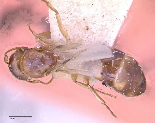 Camponotus claviscapus specimen FOCOL0555 image focol0555_1