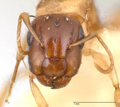 Camponotus claviscapus specimen FOCOL0555 image focol0555_2