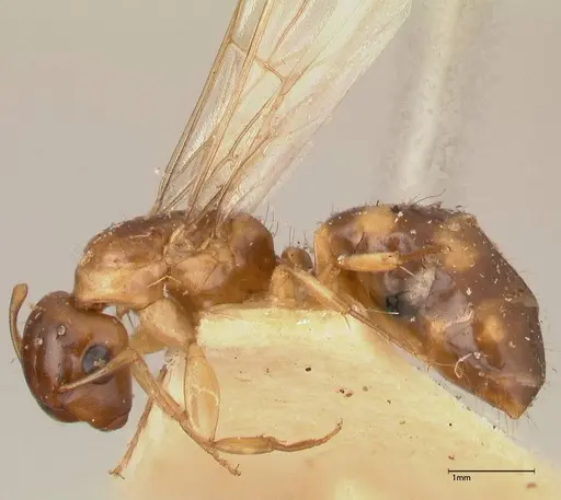 Camponotus claviscapus specimen FOCOL0555 image focol0555_3