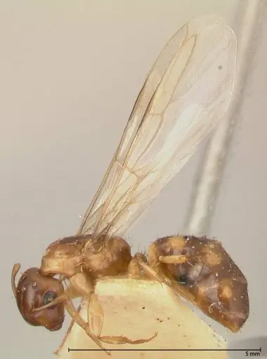 Camponotus claviscapus specimen FOCOL0555 image focol0555_4