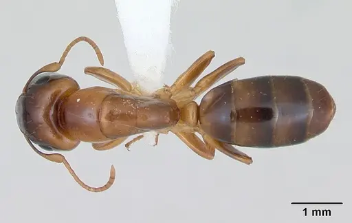 Camponotus claviscapus specimen JTLC000004447 image jtlc000004447_1