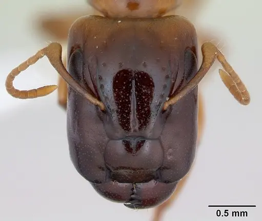 Camponotus claviscapus specimen JTLC000004447 image jtlc000004447_2