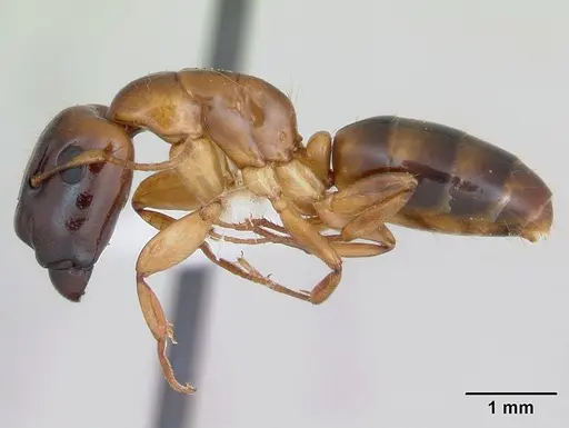 Camponotus claviscapus specimen JTLC000004447 image jtlc000004447_3