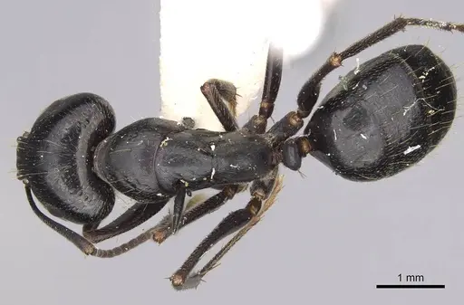 Camponotus cleobulus specimen CASENT0906924 image casent0906924_1
