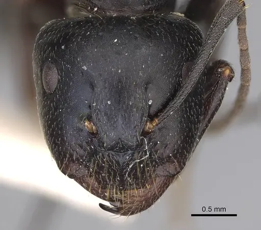 Camponotus cleobulus specimen CASENT0906924 image casent0906924_2