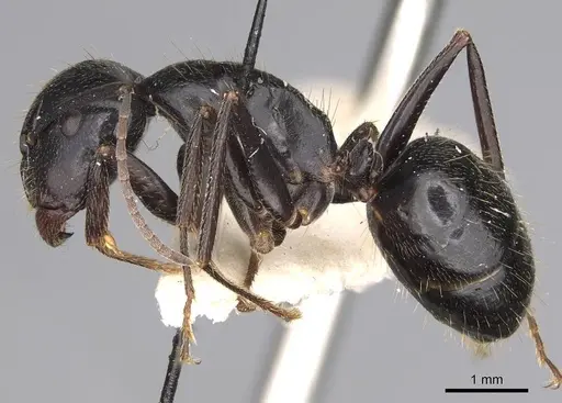 Camponotus cleobulus specimen CASENT0906924 image casent0906924_3