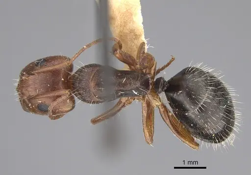 Camponotus cocosensis specimen CASENT0923528 image casent0923528_1