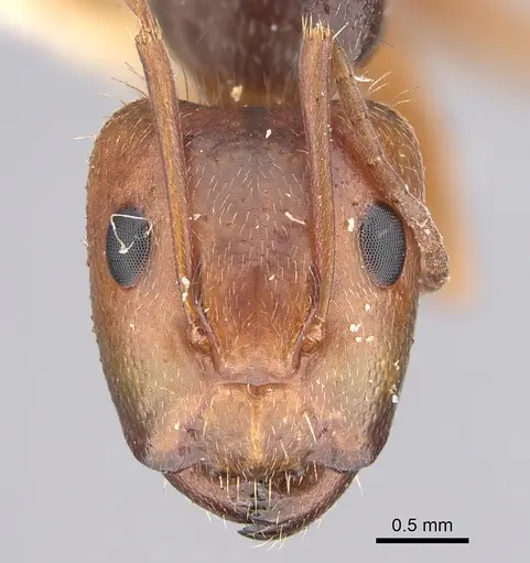 Camponotus cocosensis specimen CASENT0923528 image casent0923528_2