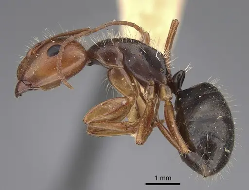 Camponotus cocosensis specimen CASENT0923528 image casent0923528_3