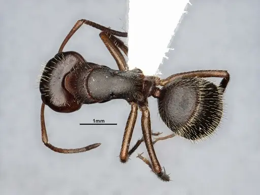 Camponotus cocosensis specimen CASENT4031338 image casent4031338_1
