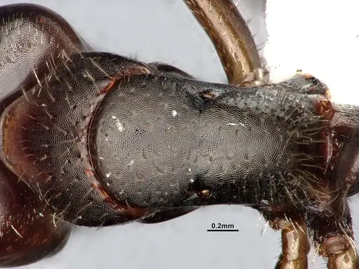 Camponotus cocosensis specimen CASENT4031338 image casent4031338_2