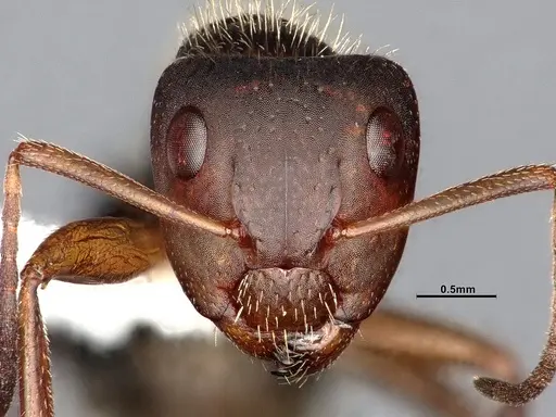 Camponotus cocosensis specimen CASENT4031338 image casent4031338_3