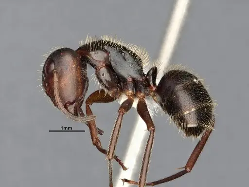 Camponotus cocosensis specimen CASENT4031338 image casent4031338_4