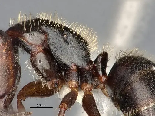 Camponotus cocosensis specimen CASENT4031338 image casent4031338_5