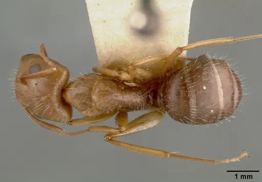 Camponotus cocosensis specimen CASTYPE00461-01 image castype00461-01_1
