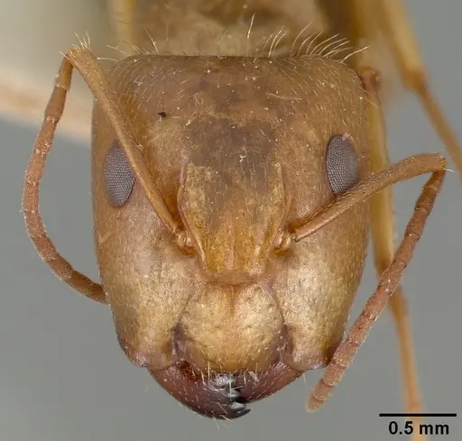 Camponotus cocosensis specimen CASTYPE00461-01 image castype00461-01_2