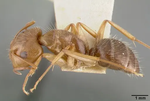 Camponotus cocosensis specimen CASTYPE00461-01 image castype00461-01_3