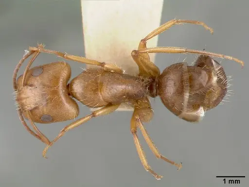 Camponotus cocosensis specimen CASTYPE00461-02 image castype00461-02_1