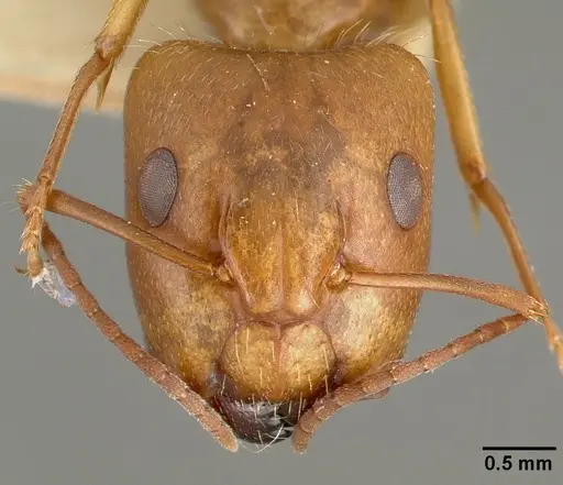 Camponotus cocosensis specimen CASTYPE00461-02 image castype00461-02_2